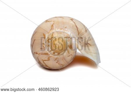 Image Of Cymbiola Nobilis Sea Shell Is A Marine Gastropod Mollusk In The Family Volutidae Isolated O