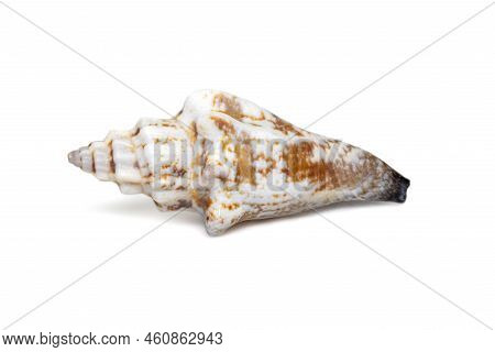 Image Of Canarium Urceus Is A Species Of Sea Snail, A Marine Gastropod Mollusk In The Family Strombi
