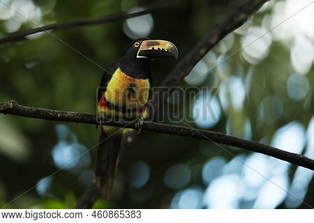 Collared Aracari, Pteroglossus Torquatus, Bird With Big Bill. Toucan Sitting On The Nice Branch In T
