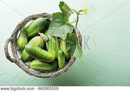Cucumber Picked In Basket On Green Texture Background. Cucumbers Harvest In Summer. Summer Vegetable