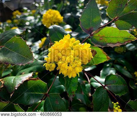 Blooming Yellow Flowers Of Oregon Grape Also Known As Tall Oregon Grape, Mountain Grape, Hollyleaved