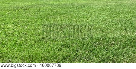 Green Grass Textures For Background; Beautiful Grass