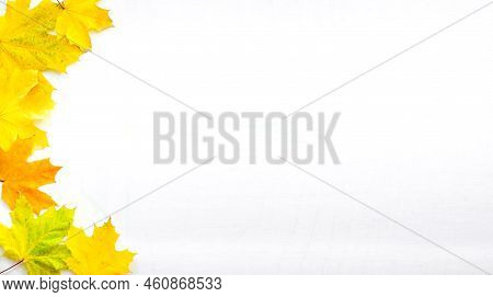 Banner Of The Background Of Many Yellow Maple Leaves With Space For Text On A White Background. Autu