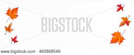 Banner Of The Background Of Yellow Maple Leaves With Space For Text On A White Background. Autumn Le