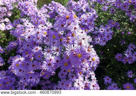 Multifold Violet Flowers Of Michaelmas Daisies In October