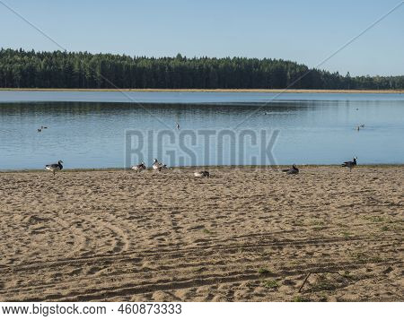 Sand Beach At Strandstuvikens Camping Near Nykoping, Sweden With Barnacle Goose Birds. Shore Of Balt