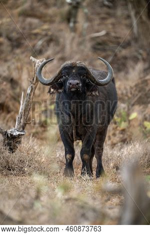 Cape Buffalo Stands Facing Camera In Grass