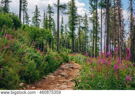 Beautiful Summer Landscape - Footpath In High Tatras Mountains, Lush Forest And Pink Fireweed Or Elo