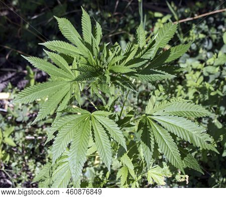 A View Of Marjuana Plant In A House