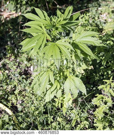 A View Of Marjuana Plant In A Garden