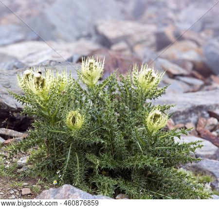 View Of Spiniest Thistle In North Of Italy