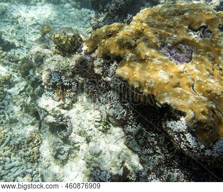 A View Of The Coral Reef