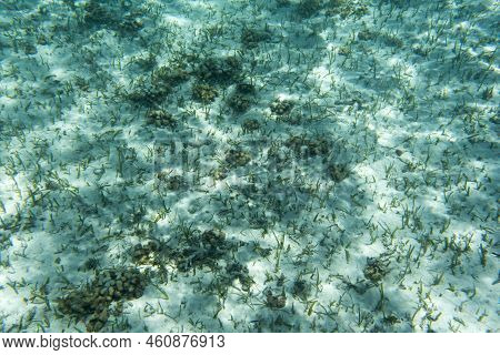 A View Of The Coral Reef