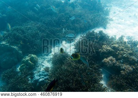 A View Of The Coral Reef