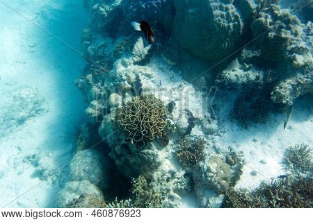 A View Of The Coral Reef