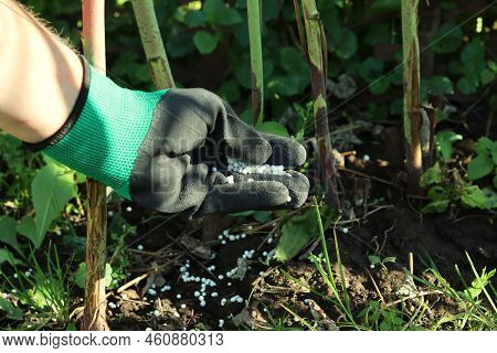 Fertilization Of Plants With Potash And Phosphorus Fertilizers. Hand In A Glove With Fertilizer. Sel