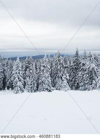 View Of Winter Landscape With Fields Downhill Over Snowy Spruce Tree Forest With Snow Covered Conife