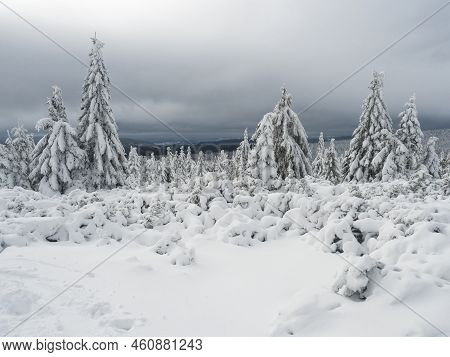 View Of Winter Landscape With Fields Downhill Over Snowy Spruce Tree Forest With Snow Covered Conife
