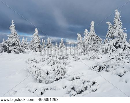 View Of Winter Landscape With Snowy Spruce Tree Forest With Snow Covered Conifers. Krkonose Mountain