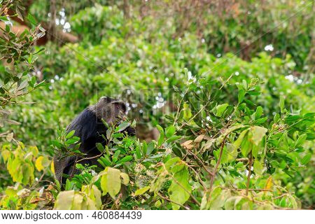 Blue Monkey Or Diademed Monkey (cercopithecus Mitis) On A Tree In Lake Manyara National Park In Tanz