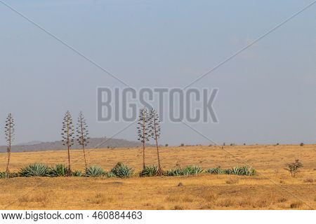 Sisal (agave Sisalana) In African Savanna In Tanzania