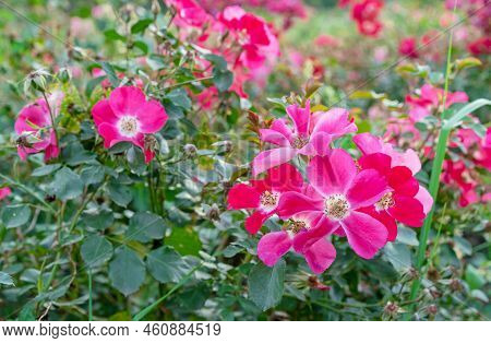 Red-pink Flowers Alpine Rose, Alpine Rosehip, Mountain Rosehip, Wild Rose Or Rosa Pendulina.