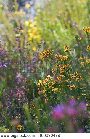 Sunlit Biodiverse Colorful Australian Native Sandstone Heath In Flower In Late Winter To Spring In S