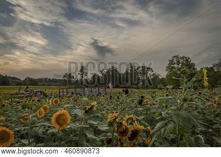 A Summer Evening At Liberty Farms Sunflower Maze