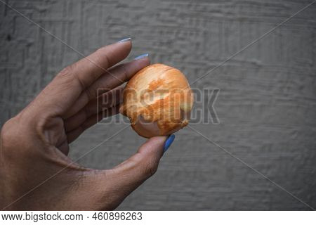 Female Holding Ice Apples Also Known As Palmyra From A Palm Tree. Toddy Munjal