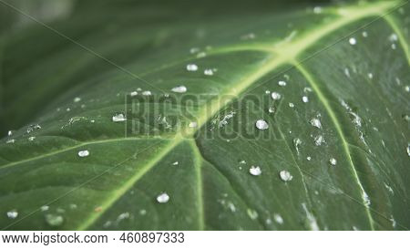 Closeup Of Rain Waterdrops On Top Of Leaves Of Xanthosoma Taioba Also Known As Elephant Plant, Arrow