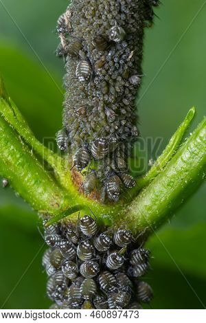 Aphids Curled Foliage, Close Up Leaf Curled On Cherry Tree, Prunus Sp, Caused By Black Cherry Aphid,