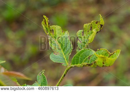 Walnut Anthracnose Or Walnut Black Spot - Gnomonia, Ophiognomonia Leptostyla, Fungal Plant Pathogen