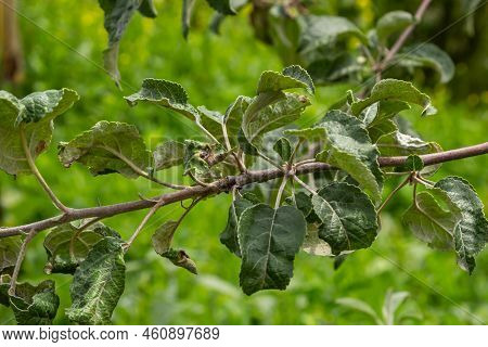Rosy Leaf-curling Apple Aphids, Dysaphis Devecta, Apple Tree Pest. Detail Of Affected Leaf