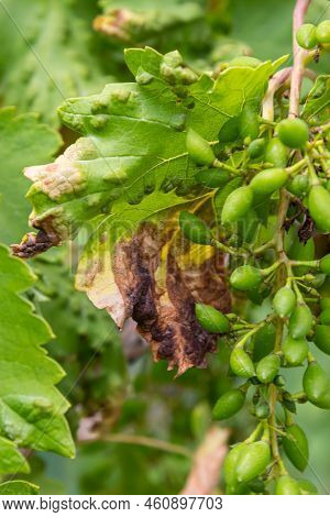 Grapevine Leaves With Erinosis, A Disease Of The Mite Colomerus Vitis.