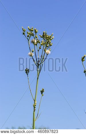Common Groundsel Or Senecio Vulgaris In Wild, Belarus