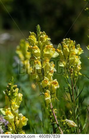 Linaria Vulgaris, Names Are Common Toadflax, Yellow Toadflax, Or Butter-and-eggs, Blooming In The Su