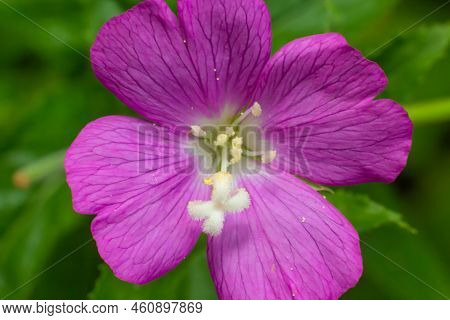 Epilobium Hirsutum, Great Hairy Willowherb Closeup, Soft Focus