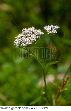 Yarrow Common, Flowers Of A Medicinal Plant. Raw Materials For The Medical Industry
