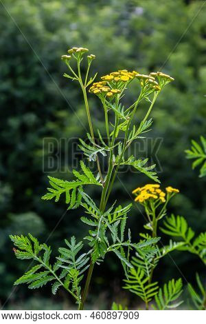 Tansy Flowers Tanacetum Vulgare Genus Of Perennial Herbaceous Plants And Shrubs Of The Family Astera