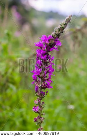 Pink Flowers Of Blooming Purple Loosestrife Lythrum Salicaria On The Shoreline