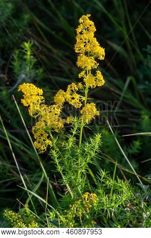 Galium Verum Is A Herbaceous Perennial Plant Of The Family Rubiaceae. Flowering Meadow, Fragrant, Ho