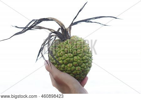 Hand Holding A Fragrant Screw Pine Isolated On White Background