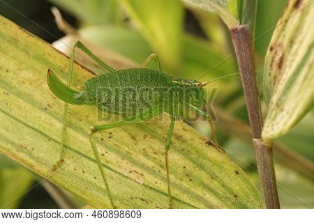 Closeup On A Colorful Green Speckled Bush Cricket, Leptophyes Punctatissima, Sitting In He Vegetatio
