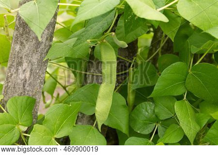 The Common Bean Is A Variety Of The Common Bean (phaseolus Vulgaris). Green Bean Plant With Fresh Le