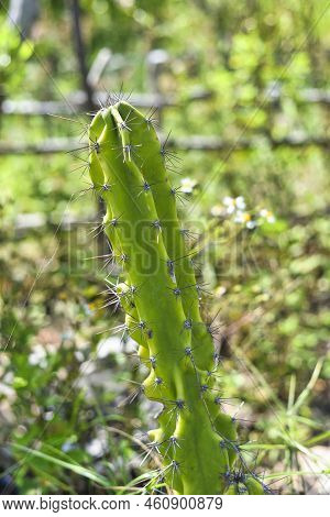 Triangle Cactus In A Garden Close Up