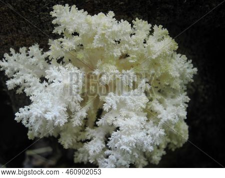 White Edible Mushroom Hercium Corallodes On An Old Rotting Tree In A Summer Forest