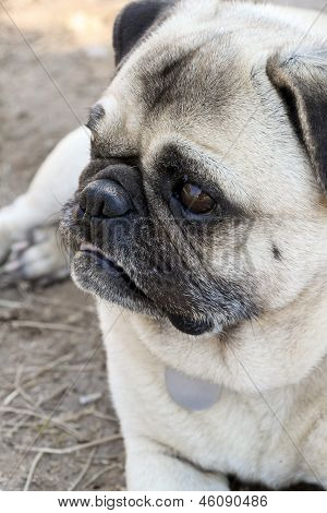 Dinlenme Pug