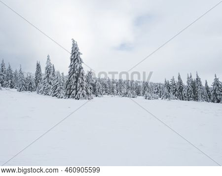 View Of Winter Landscape With Fields Downhill Over Snowy Spruce Tree Forest With Snow Covered Conife