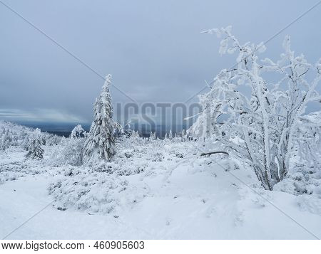 View Of Winter Landscape With Snowy Spruce Tree Forest With Snow Covered Conifers. Krkonose Mountain