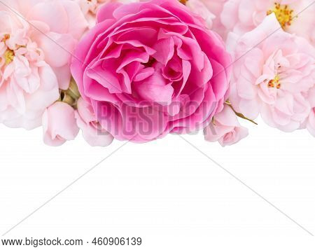 Bright Pink And Pale Pink Roses With Light Shadow Isolated Transparent Png